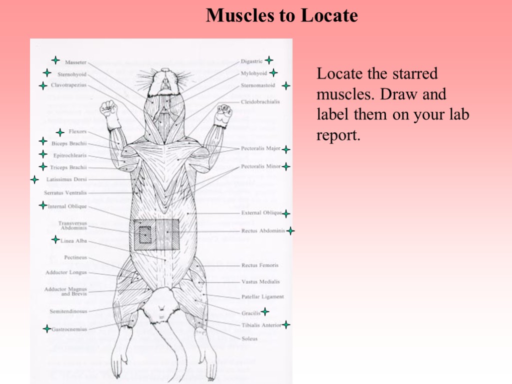 Muscles to Locate Locate the starred muscles. Draw and label them on your lab